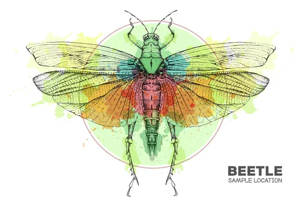 Realistické Ruční Kreslení Kobylky Pozadí Akvarelu Umělecká Chyba Entomologická Vektorová — Stockový vektor