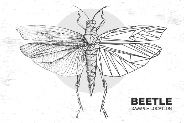 Gerçekçi Çizimi Çokgen Çekirge Sanatsal Böcek Böcekbilim Vektör Illüstrasyonu — Stok Vektör