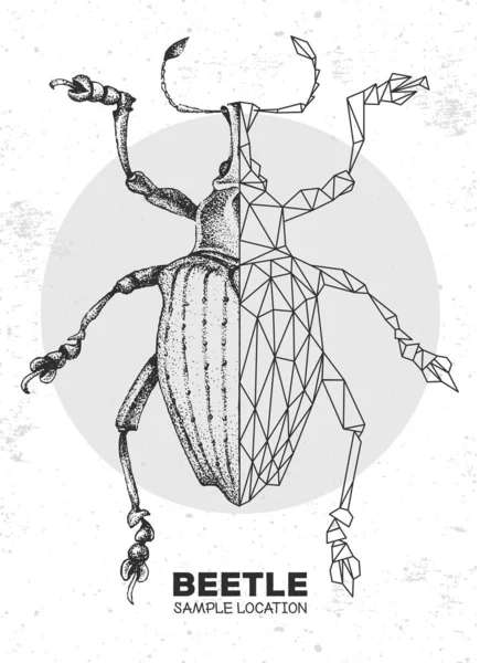 Realistyczny Rysunek Dłoni Wielokątny Żuk Curculionidae Artystyczny Bug Ilustracja Wektora — Wektor stockowy