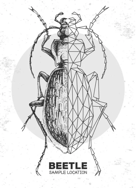 Dibujo Realista Mano Escarabajo Poligonal Molido Insecto Artístico Ilustración Del — Vector de stock