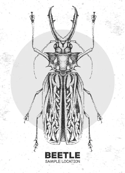 Dibujo Realista Mano Diente Sable Escarabajo Longhorn Insecto Artístico Ilustración — Archivo Imágenes Vectoriales