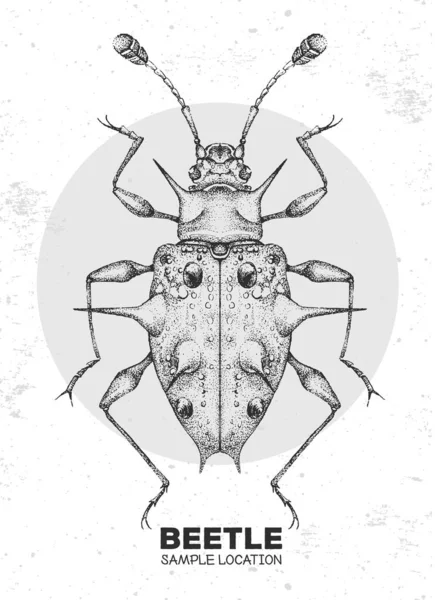 Realista Dibujo Mano Del Escarabajo Endomychidae Insecto Artístico Ilustración Del — Vector de stock