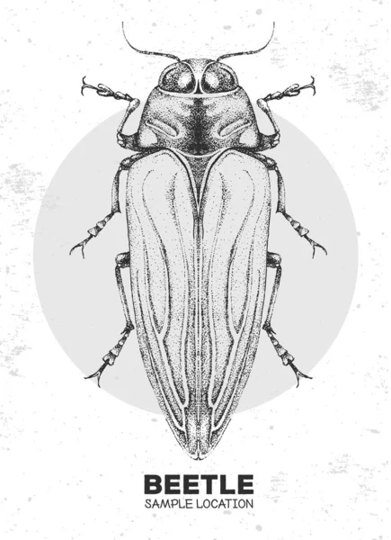 Dibujo Realista Mano Belionota Escarabajo Tricolor Insecto Artístico Ilustración Del — Vector de stock
