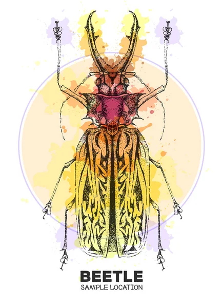 현실적으로 그리는 사브리 딱정벌레는 배경에 예술용 Entomological Vector Illustration — 스톡 벡터