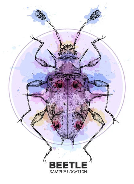 Realistyczne Strony Rysunek Endomychidae Chrząszcz Tle Akwareli Artystyczny Bug Ilustracja — Wektor stockowy