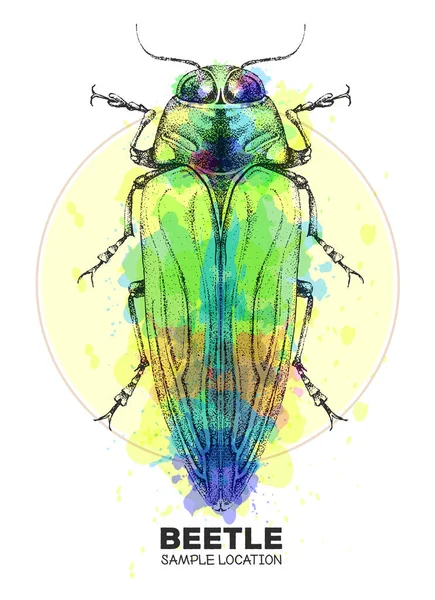 Realistyczne Strony Rysunku Belionota Tricolor Tle Akwareli Artystyczny Bug Ilustracja — Wektor stockowy