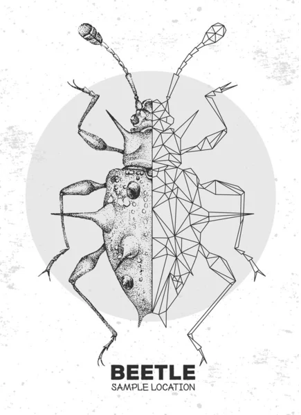 Realista Dibujo Mano Escarabajo Poligonal Endomychidae Insecto Artístico Ilustración Del — Vector de stock