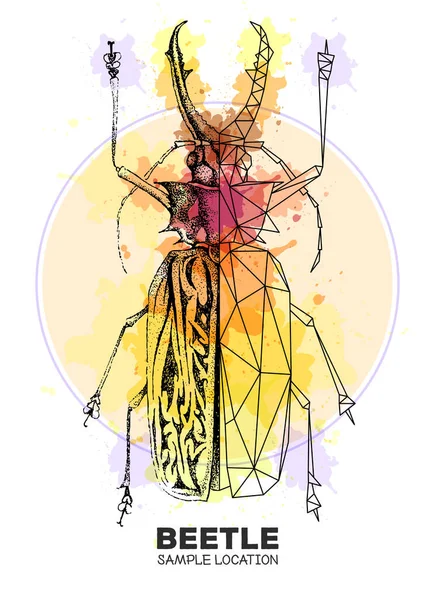 현실적 손그리기와 다각형 사브리 딱정벌레는 배경에 예술용 Entomological Vector Illustration — 스톡 벡터