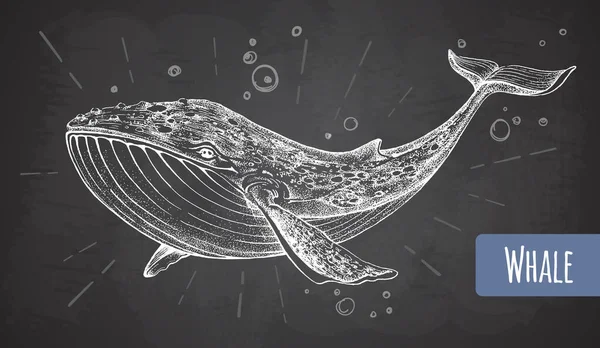 Dibujo Realista Tiza Ilustración Ballena Sobre Fondo Grunge Ilustración Vectorial — Vector de stock