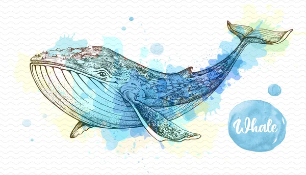 Realistyczna Ilustracja Wieloryba Artystycznym Tle Akwareli Ilustracja Wektora — Wektor stockowy