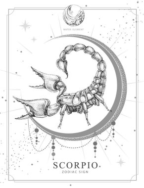 Modern magic witchcraft card with astrology Scorpio zodiac sign. Realistic hand drawing scorpion illustration clipart