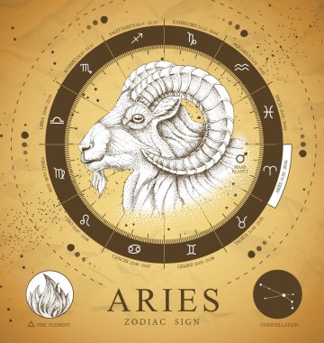 Astroloji burclu klasik büyü kartı. Koç burcu. Gerçekçi el çizimi koçbaşı ya da muflon kafası. Zodiac karakteristiği