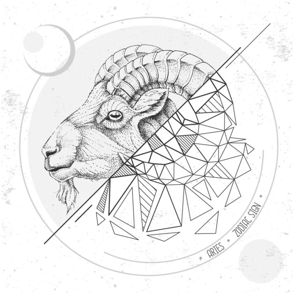 Ρεαλιστικό Σχέδιο Χεριών Και Πολυγωνικό Κριάρι Της Εικόνας Κεφαλής Mouflon — Διανυσματικό Αρχείο