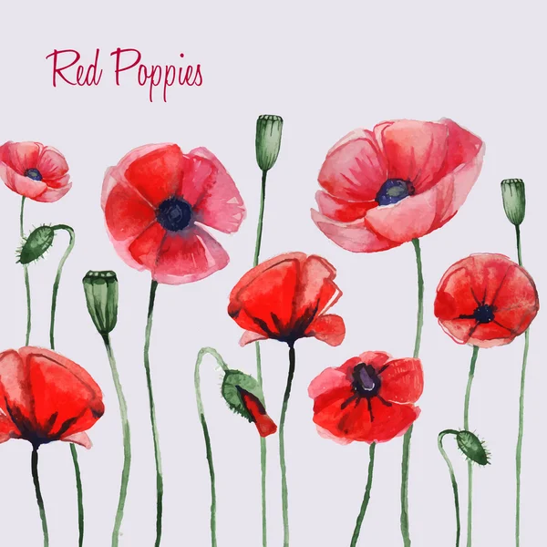 Watercolor red poppies — Stock Vector