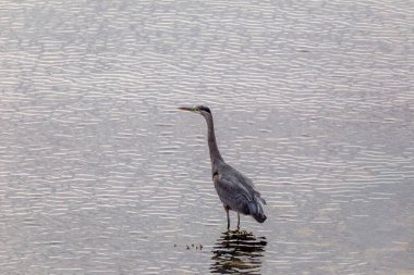Gri boyunlu bir vinç suyun içinde duruyor, yüzeye bakıyor. Su durgun ve hareketsiz, kuşun etrafında dalgalar oluşuyor..