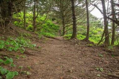 Ağaçların ve çalıların olduğu bir orman yolu. Yol toprak ve yapraklarla kaplı.