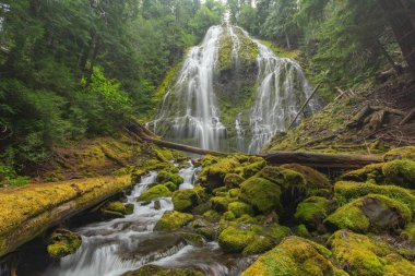 Bir şelale yosun ve kayalarla çevrilidir. Su kayalardan aşağı akıyor ve yosunlar zemini kaplıyor. Sahne huzurlu ve huzurlu. Pasifik Kuzeybatı Şelalesi, Willamette Ormanı 'nda yürüyüş parkurunda..