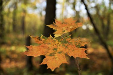 iki renkli sonbahar akçaağaç yaprağı