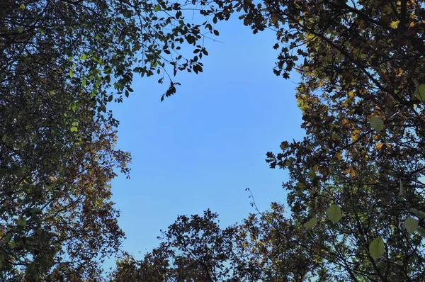 Частина Блакитного Чистого Неба Обрамленого Дерев Яними Коронами — стокове фото