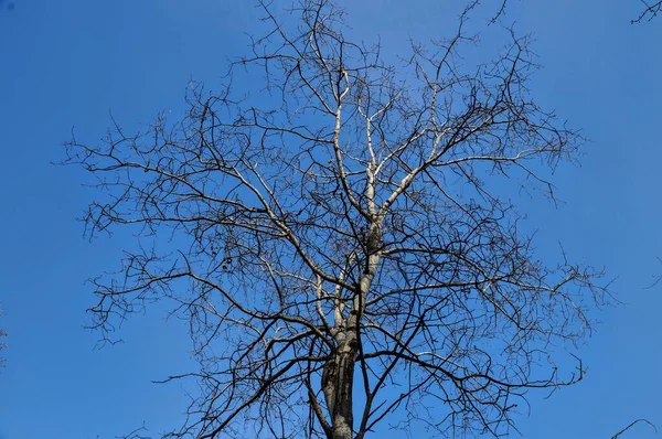 Венец Дерева Листьев Фоне Голубого Неба — стоковое фото