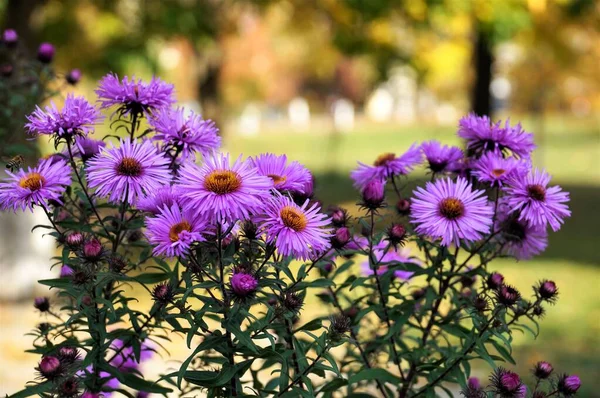 Linia Fioletowych Jesiennych Kwiatów Pierwszym Planie — Zdjęcie stockowe