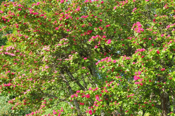 Pink flowers bush — Stock Photo, Image