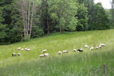 Çayır üzerinde otlatma koyun