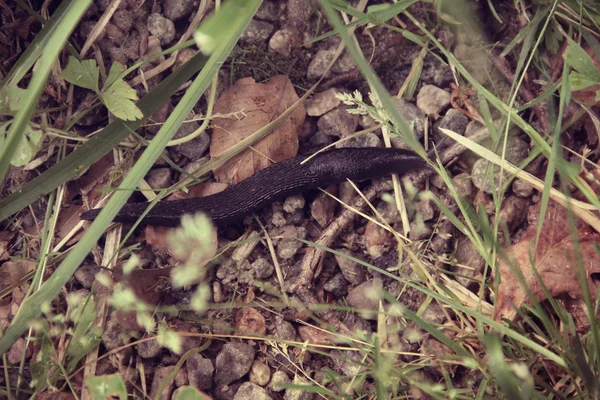 Slug in grass — Stock Photo, Image