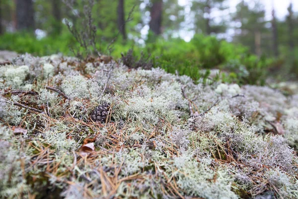 苔藓和松树球果 — 图库照片