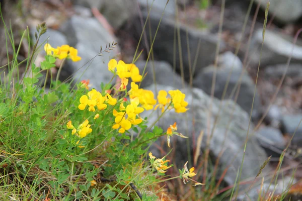 Flores de primavera sobre piedras —  Fotos de Stock