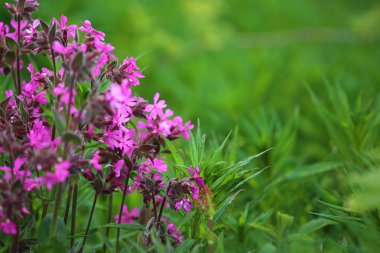 vahşi bahar çiçekleri