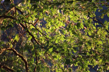 yeşil yaprakları artalanları