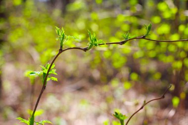 Bahar dal ormandaki yeni küçük yaprakları ile