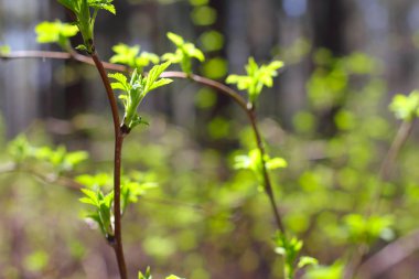 Bahar dal ormandaki yeni küçük yaprakları ile