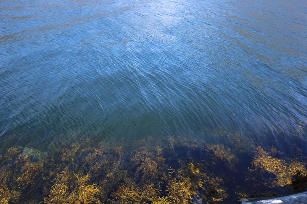 Plantes aquatiques en fjord — Photo