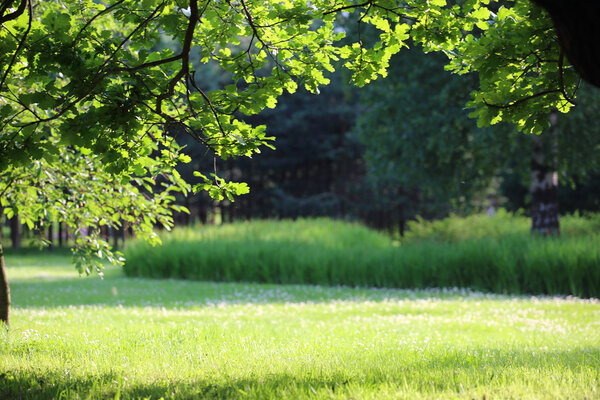 Beautiful summer park