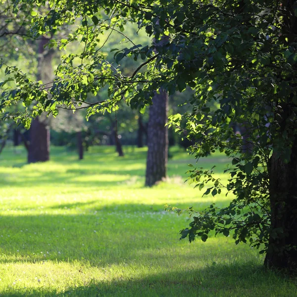 Park piękny letni — Zdjęcie stockowe