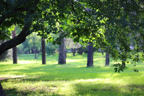 Park piękny letni — Zdjęcie stockowe