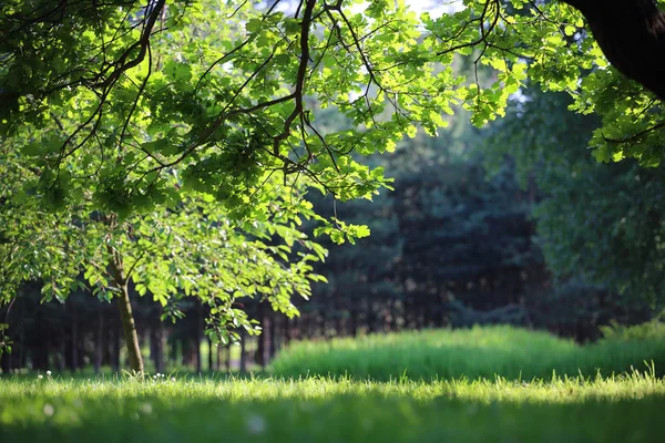 Park piękny letni — Zdjęcie stockowe