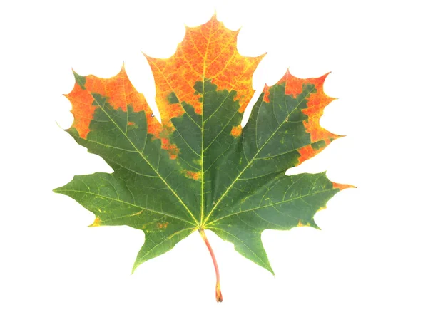 Green maple leaf — Stock Photo, Image