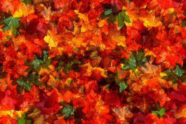 Nahtloses Muster der Herbstblätter — Stockfoto