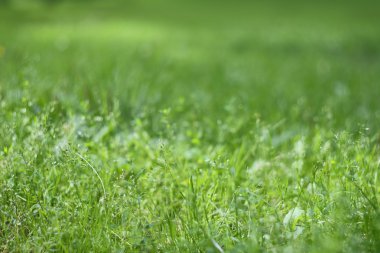Yeşil Çimen Arkaplanı