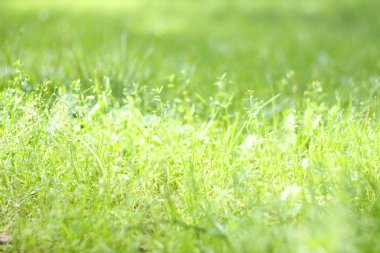 Yeşil Çimen Arkaplanı