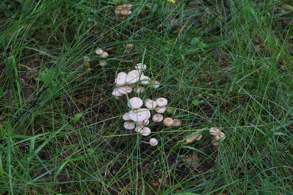 Mushrooms in grass — Stock Photo, Image