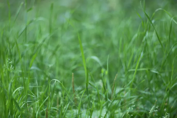 Зелена трава фону — стокове фото