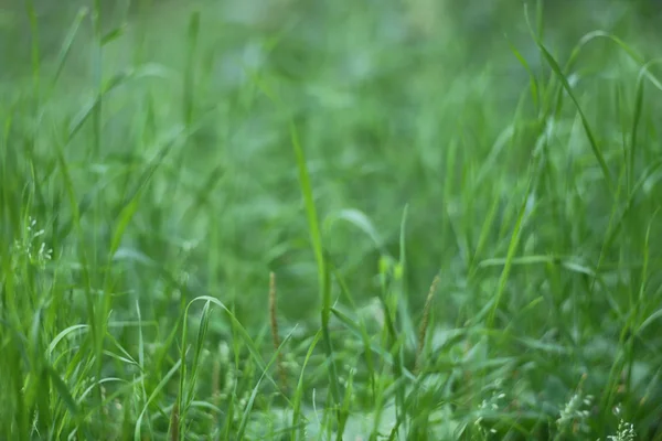 绿草背景 — 图库照片