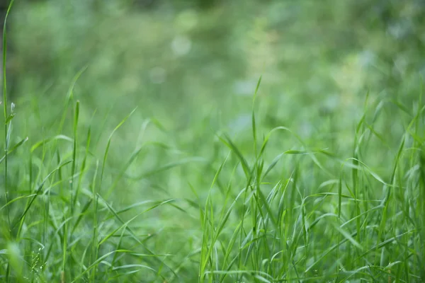 緑の草の背景 — ストック写真