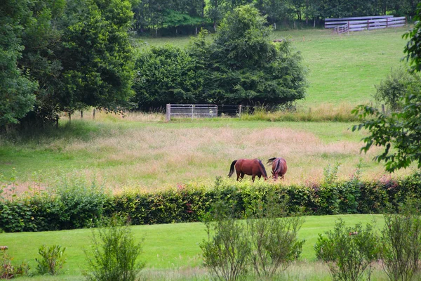 Dois cavalos no pasto — Fotografia de Stock