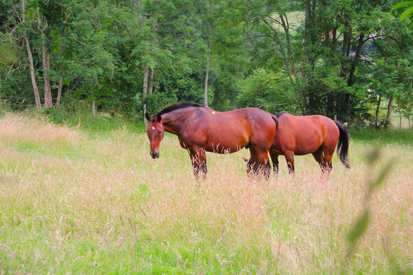 Two horses on the pasture