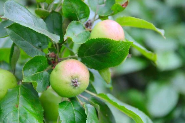 Ripening apples on tree — Stock Photo, Image